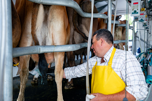Happy Latin American farmer milking cows at a dairy farm - food industry concepts