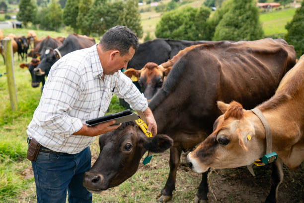 Farmer using a digital tablet while taking inventory of the cows at a cattle farm