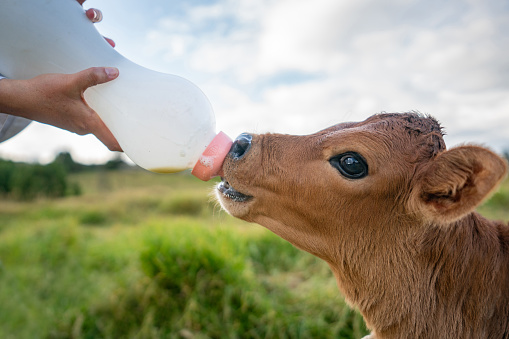 Close-up on a veterinary feeding milk to a calf at a dairy farm - rural scene concepts