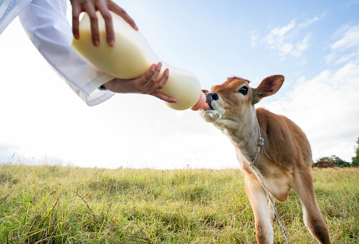 Close-up on a veterinary feeding milk to a beautiful calf at a dairy farm - rural scene concepts