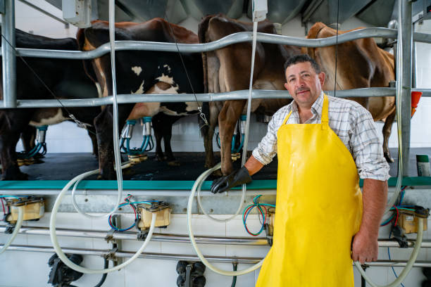 Happy Latin American farmer supervising the milking process at a dairy farm - food industry concepts