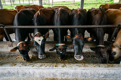 Group of cows eating in the barn at a cattle farm - agriculture concepts