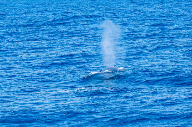 istock Whale watching sightseeing trip from a boat in the mediterranean sea 1816610402