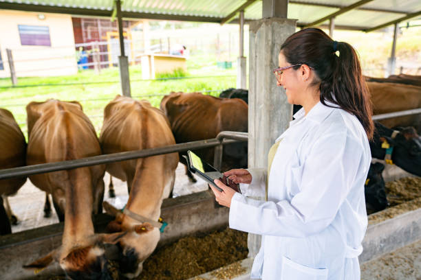 istock Veterinary examining the cattle while eating at a livestock farm 1816610405