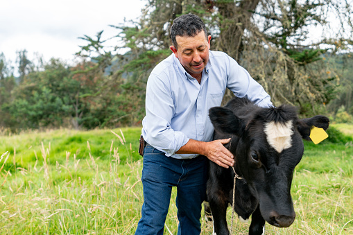Latin American farmer stroking a cow in the field at his cattle farm - rural scene concepts