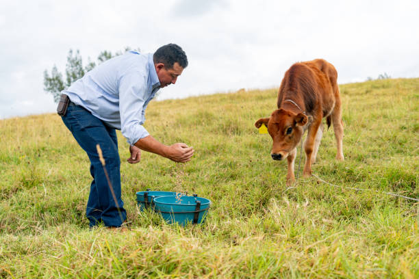 istock Farmer feeding a calf at a cattle farm 1816610453