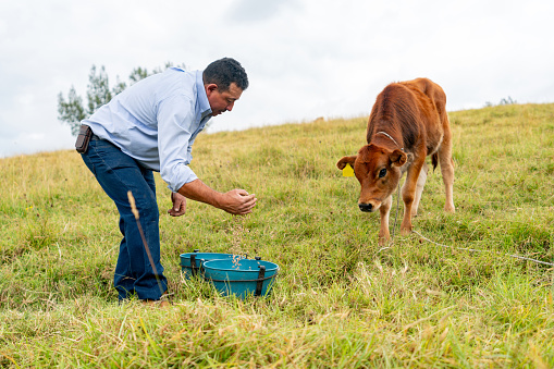 Latin American farmer feeding a calf at a cattle farm - rural scene concepts