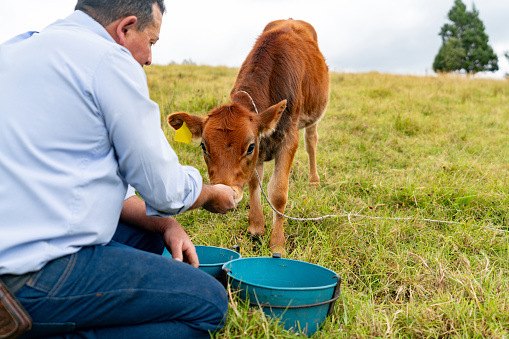 Farm worker Latin American farmer feeding a calf at a cattle ranch - rural scene concepts