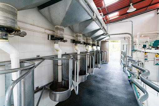 Feeders next to milking machines at a dairy farm - food industry concepts