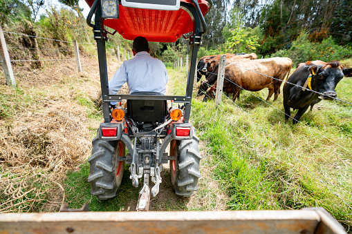 Rear view of a Latin American farmer driving a truck while looking after his cattle