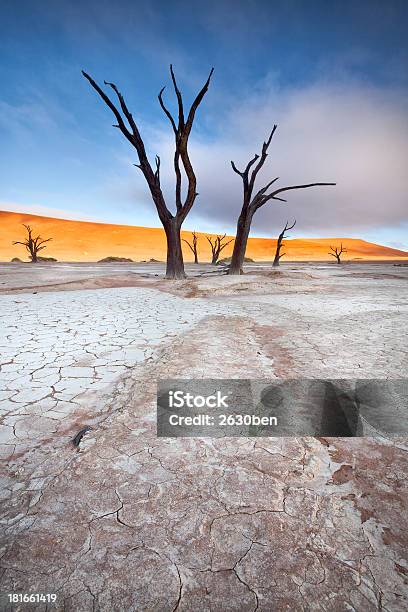 Deadvlei Árbol Foto de stock y más banco de imágenes de Agrietado - Agrietado, Aire libre, Aislado