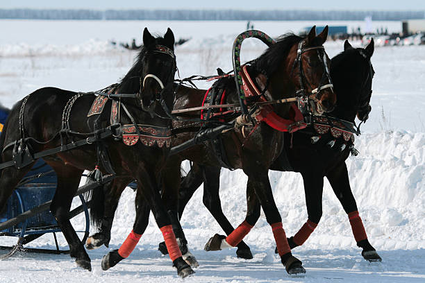 istock Horses in the winter 181661547