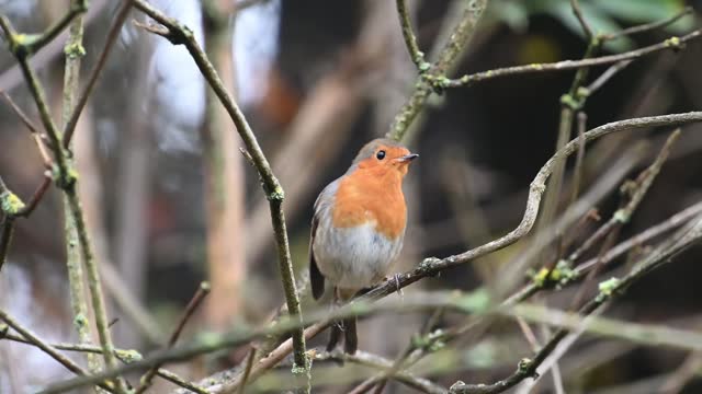 Red Robin singing away on a tree branch