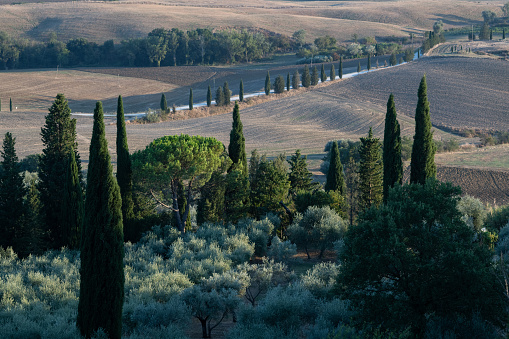 View of the classic rolling hills dotted with olive and cypress trees that characterize the landscape of the Tuscany region of central Italy.