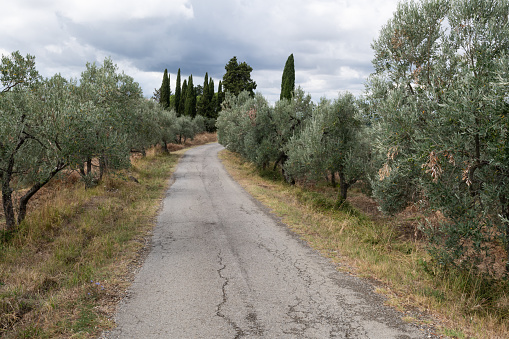 A road leads into the distance through the rolling hills dotted with olive and cypress trees that characterize the landscape of the Tuscany region of central Italy.