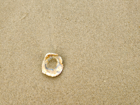 A close-up shot of a pebble in an oyster shell isolated on a black surface