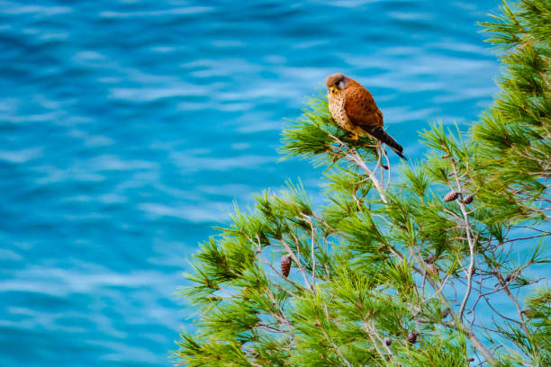 istock Brown bird sitting on green pine tree against blue sea water. 1816636265