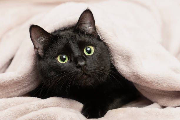 istock Portrait of a black cat peeking out from under a blanket during a cold snap 1816637344