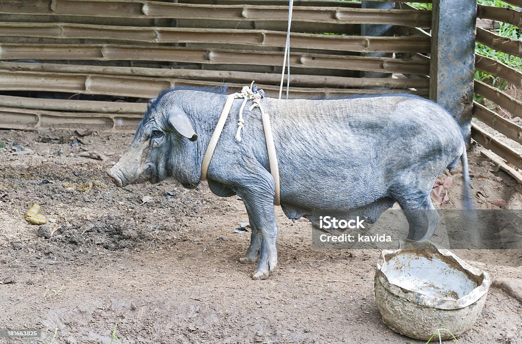 Wenig Schwarz Schweinchen mit Gurt - Lizenzfrei Agrarbetrieb Stock-Foto