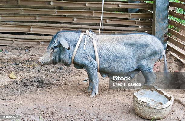 Wenig Schwarz Schweinchen Mit Gurt Stockfoto und mehr Bilder von Agrarbetrieb - Agrarbetrieb, Bauch, Dick