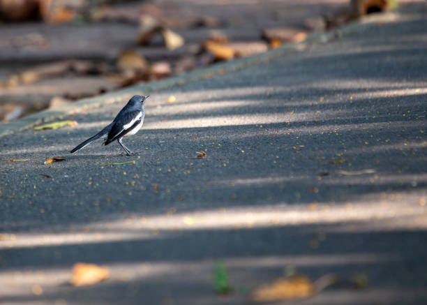istock Oriental Magpie-Robin (Copsychus saularis): Melodious Muse of Asian Gardens 1816640266