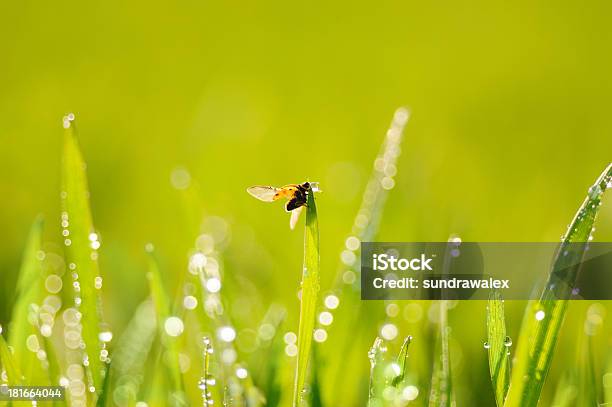 Трава И Ladybird — стоковые фотографии и другие картинки Без людей - Без людей, Божья коровка, Влажный