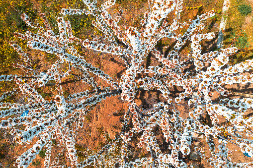 Aerial creative view of flowering spring tree. Seasonal floral nature background.