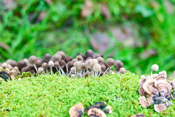 Small umbrella-shaped mushrooms on the vegetation. Selective focus.