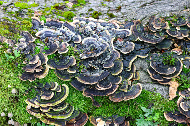 istock Mushrooms on the trunk of a tree. Selective focus. 1816646107