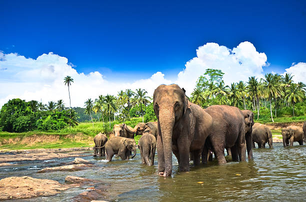 istock Elephants in the beautiful landscape 181664994