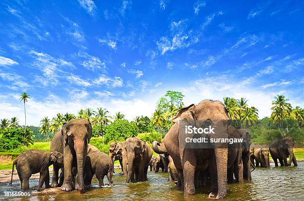 Elephants In The Beautiful Landscape Stock Photo - Download Image Now - Sri Lanka, Elephant, Herd