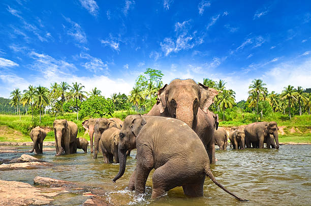 istock Elephants in the beautiful landscape 181665012