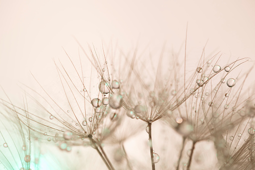 Beautiful dew drops on a dandelion seed macro. Beautiful soft light blue and violet background. Water drops on a parachutes dandelion on a beautiful blue backdrop. Soft dreamy tender artistic image form.