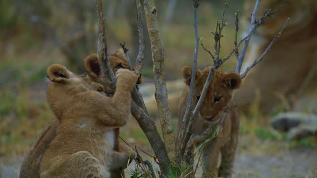 Close up of four Lion cubs playing with a plant