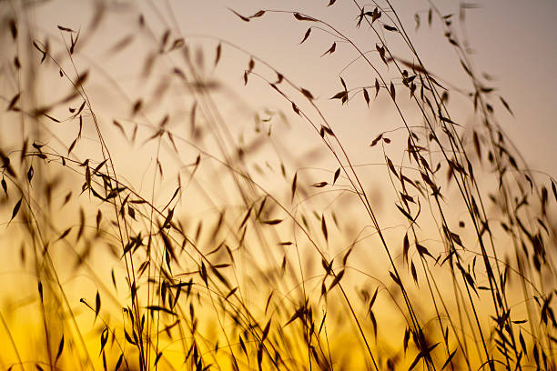 istock Dried brown flowers during sunset 181666152