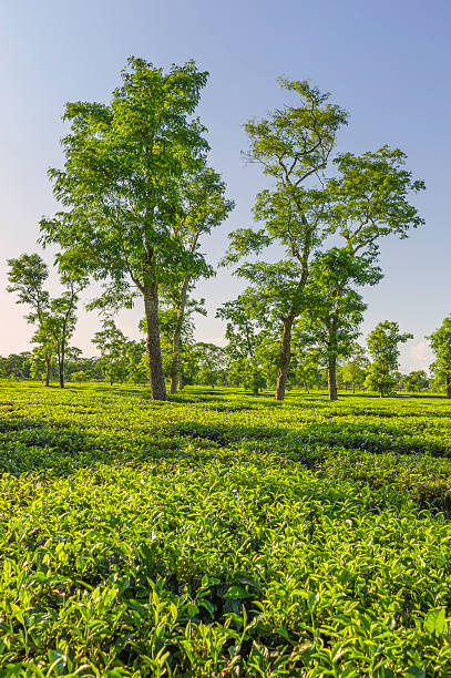 istock Tea plantation at dawn, Jorhat, Assam, India. 181666188