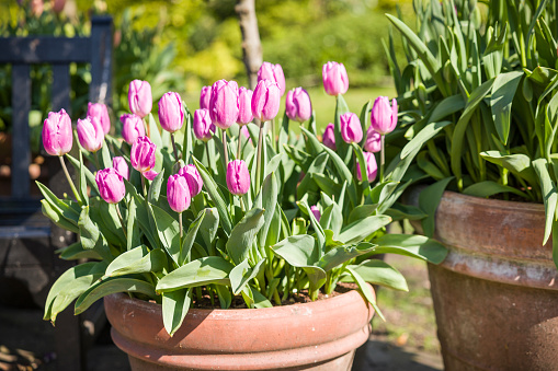 Amsterdam tulip greenhouse in the Netherlands