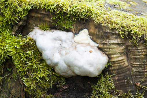 False puffball slime mould (slime mold) Enteridium lycoperdon growing on a tree stump in a UK garden in spring