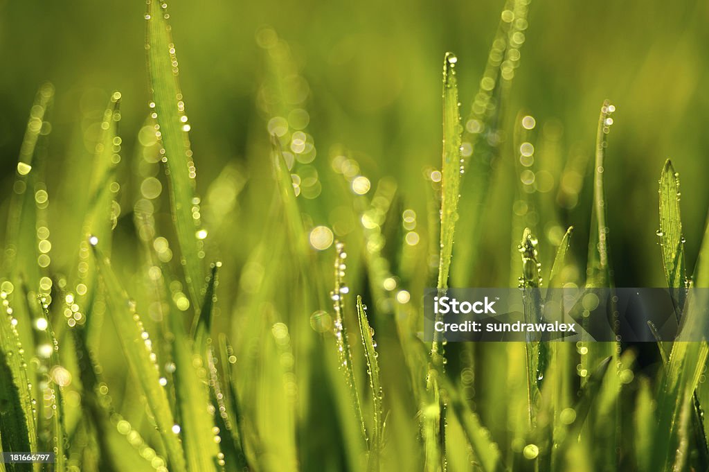 Gras - Lizenzfrei Bildhintergrund Stock-Foto