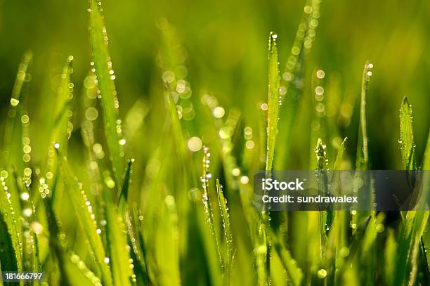 Gras Stockfoto und mehr Bilder von Bildhintergrund - Bildhintergrund, Ebene, Extreme Nahaufnahme