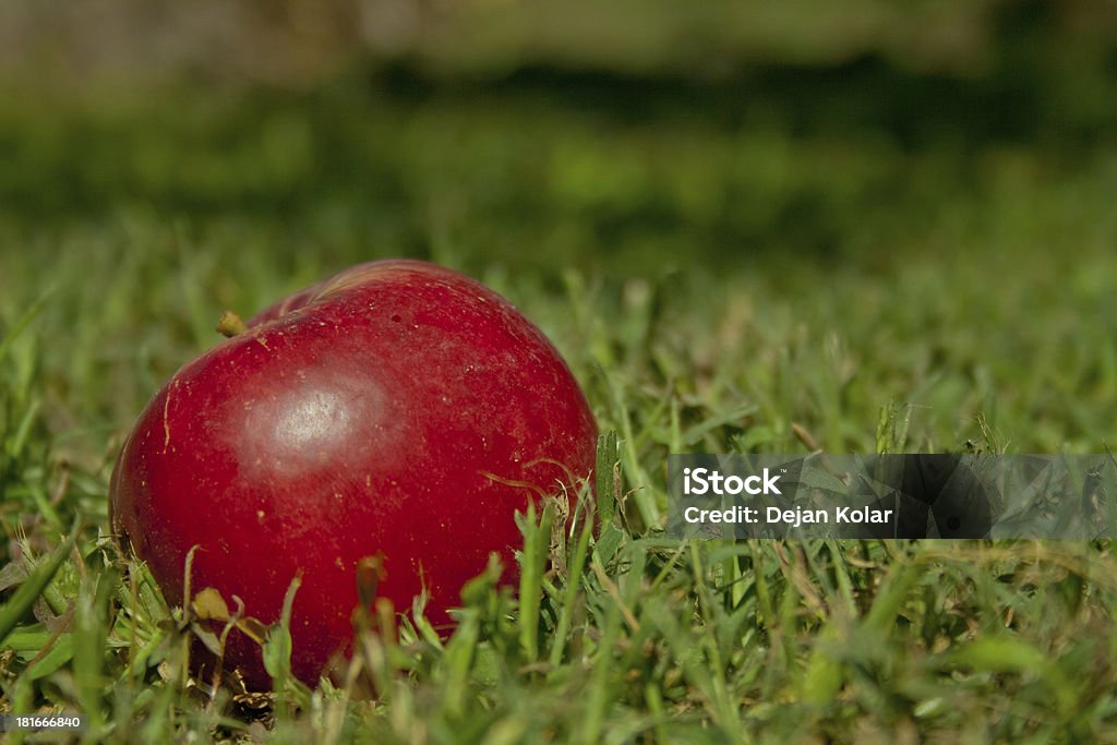 Frutta di autunno - Foto stock royalty-free di Autunno