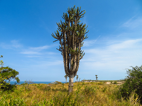 Tree on the Shipwreck beach (Ship Cemetery, Cemitério de Navios) in Panguila, Luanda Province in Angola.