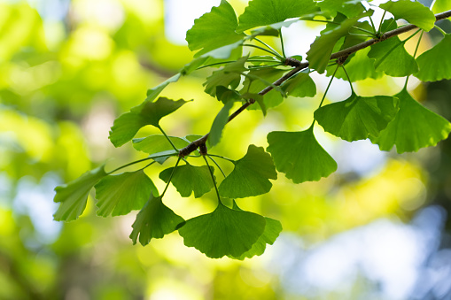 The yellow of ginkgo leaves soft focus