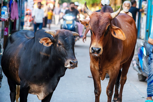 Two cows are walking in a street at India