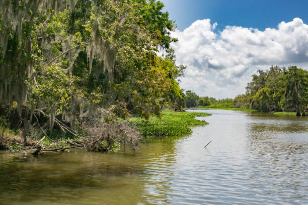 istock Swamp in Louisiana 1816696315