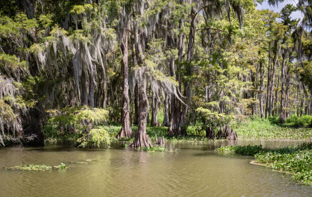 istock Swamp in Louisiana 1816696327