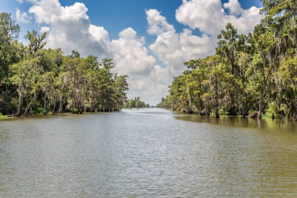istock Swamp in Louisiana 1816696839