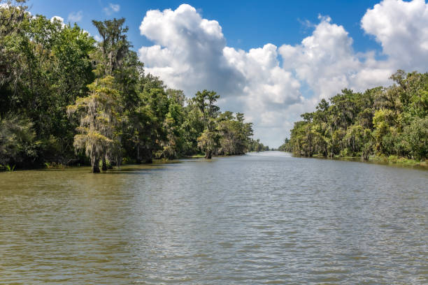 istock Swamp in Louisiana 1816696853