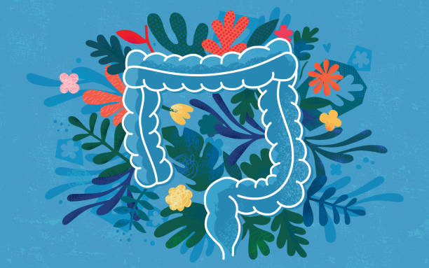 Human Colon vector art illustration