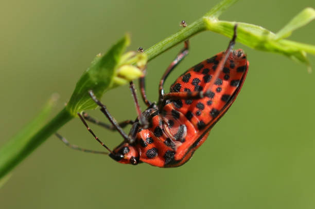 istock Punaise arlequin (Graphosoma lineatum) 1816707673